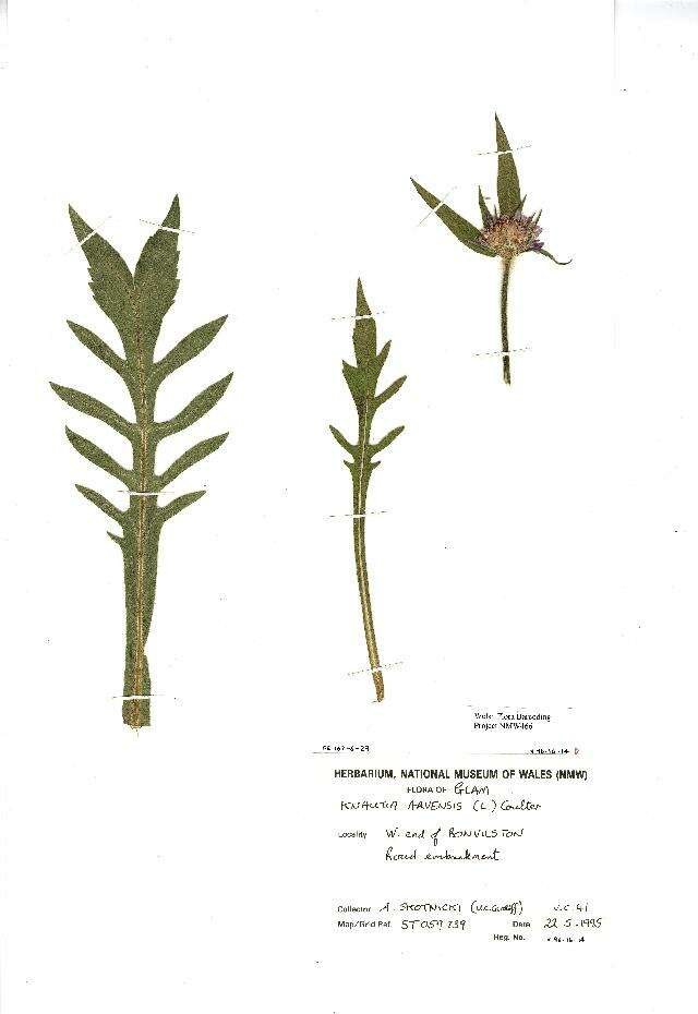 Слика од Knautia arvensis (L.) Coulter