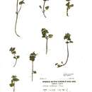 Image of <i>Lamium purpureum</i> var. <i>hybridum</i> (Vill.) Vill.