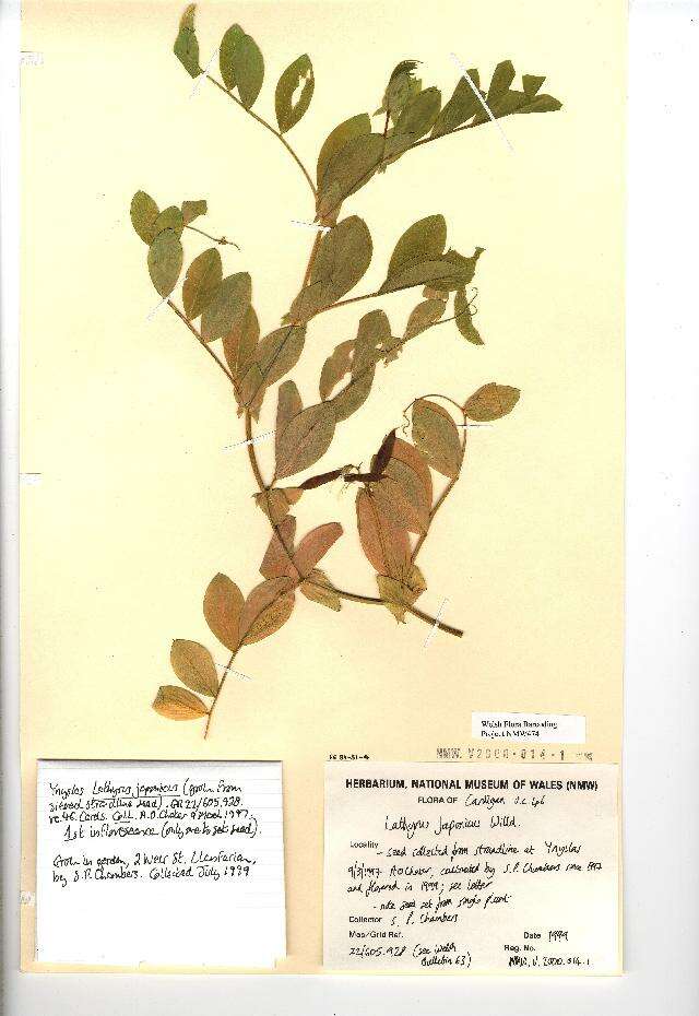 Lathyrus japonicus Willd. resmi
