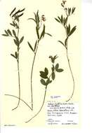 Lathyrus linifolius (Reichard) Bassler resmi