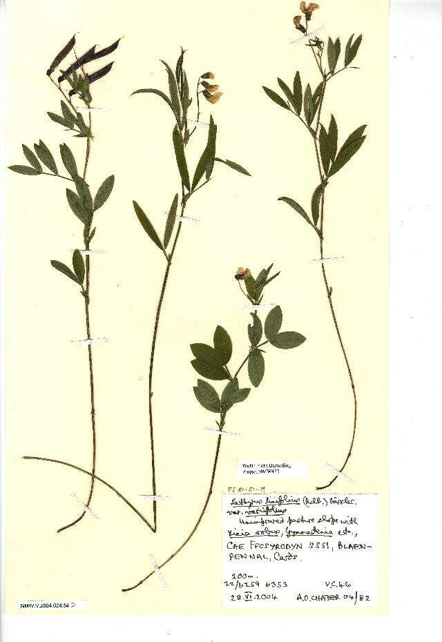 Image of bitter vetch