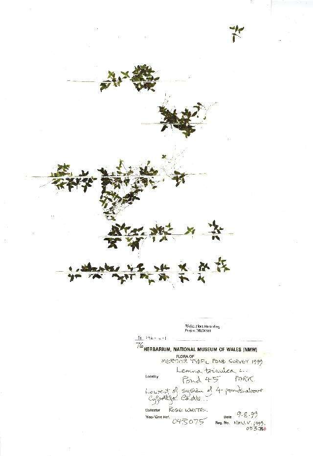 Image of Duckweed