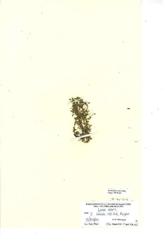 Image of Common Duckweed