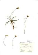 Imagem de Scorzoneroides autumnalis subsp. autumnalis