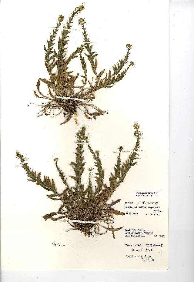 Image of Smith's Pepperwort