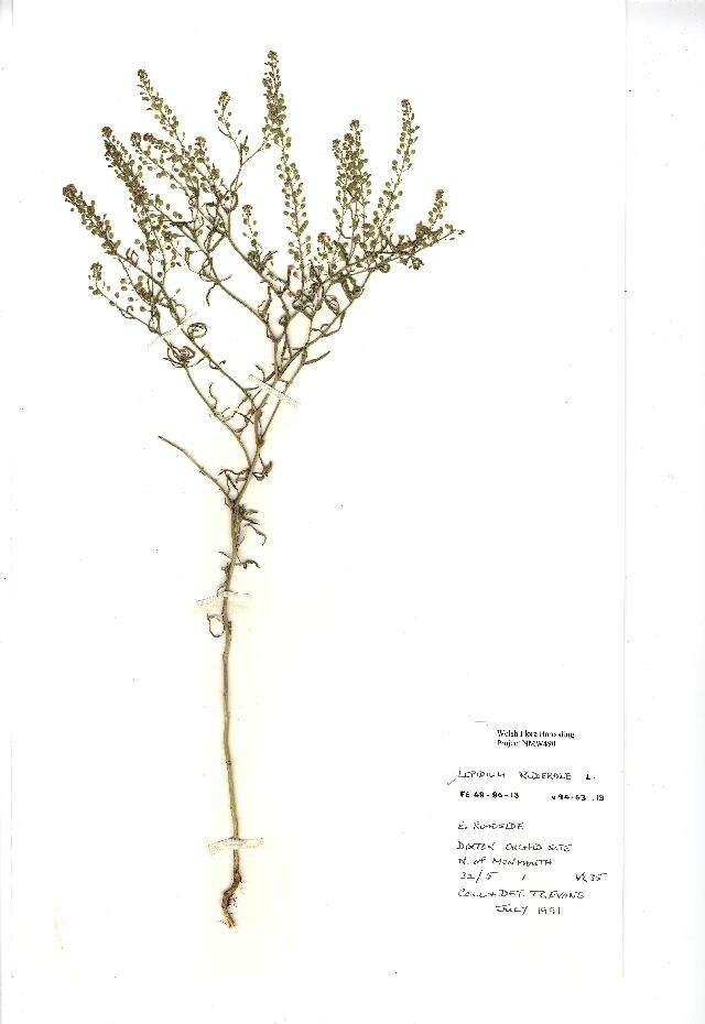 Image of narrow-leaved pepperwort