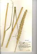 Image of lyme-grass