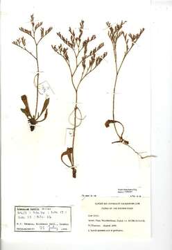 Image of Limonium humile Miller