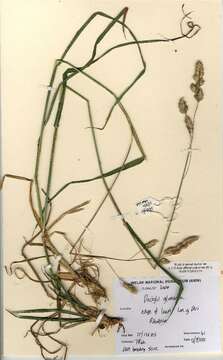 Image of Cocksfoot or Orchard Grass