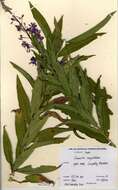 Image of Narrow-Leaf Fireweed