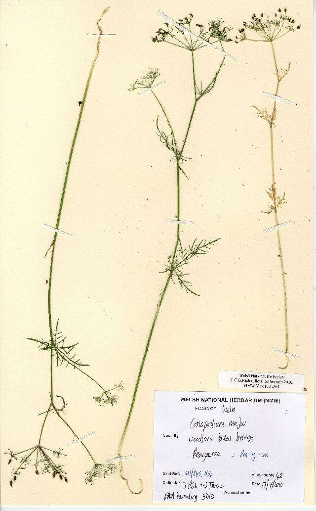 Image of Conopodium