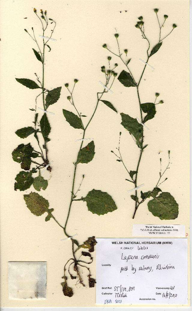 Image of nipplewort