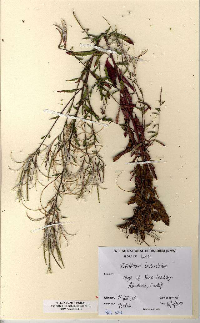 Image of Epilobium lanceolatum Sebastiani & Mauri