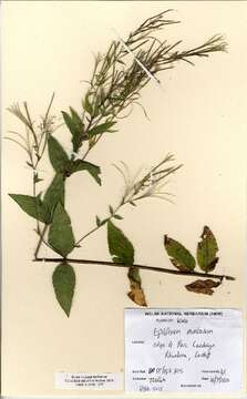 Image of Broad-leaved Willowherb