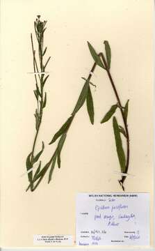 Image of Hoary Willowherb