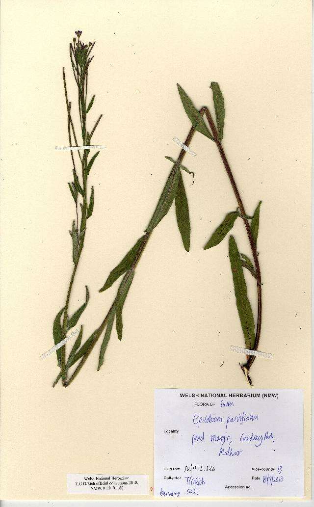 Image of Hoary Willowherb