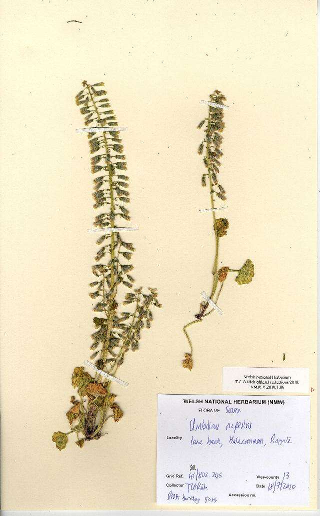 Image of Umbilicus rupestris (Salisb.) Dandy