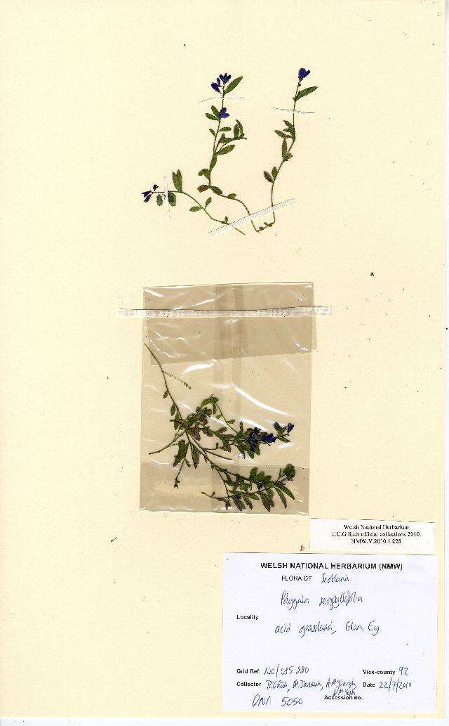 Image of Polygala serpyllifolia J. A. C. Hose