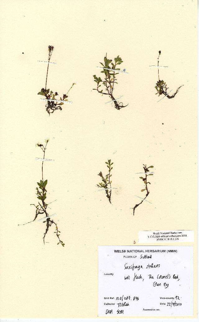 Image of saxifrage