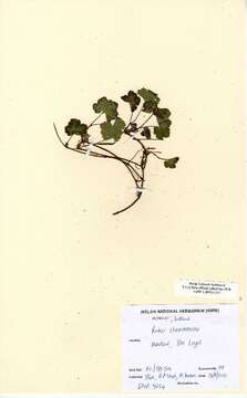 Image of cloudberry