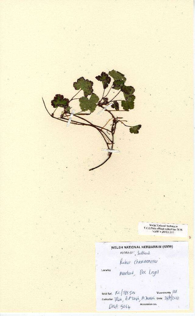 Rubus chamaemorus L. resmi