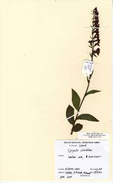 Image of Royal helleborine