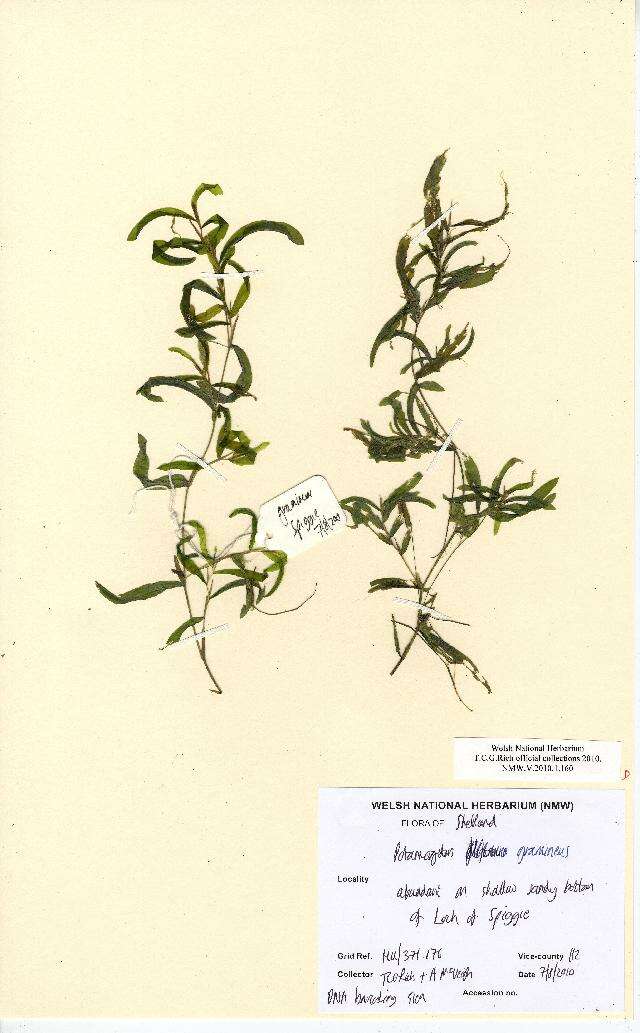 Image of Various-leaved Pondweed