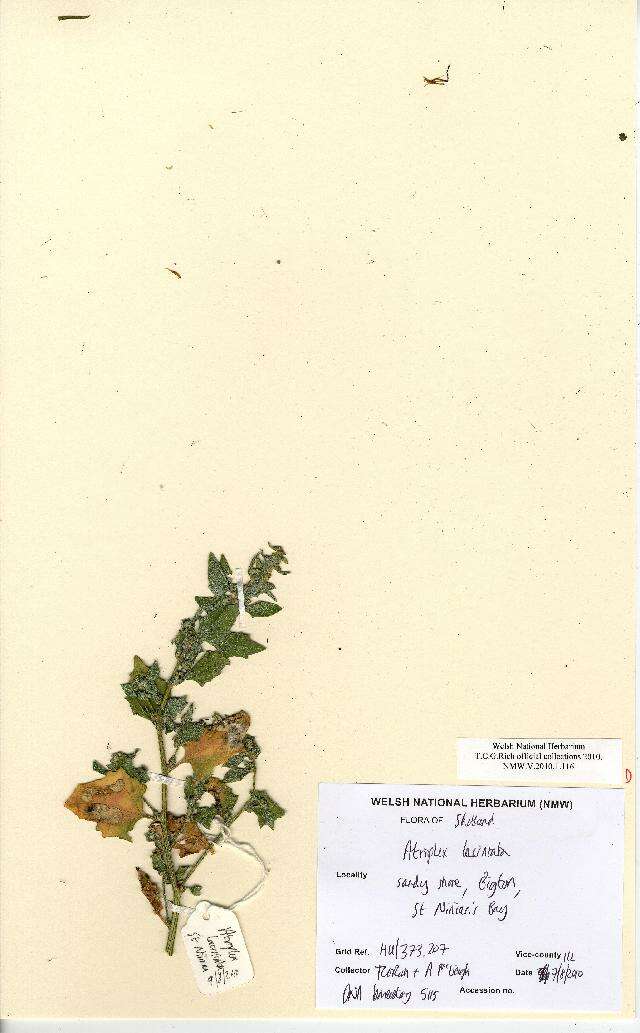 Image de Atriplex laciniata L.