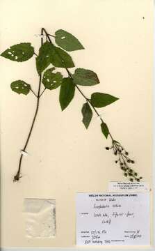 Imagem de Scrophularia nodosa L.