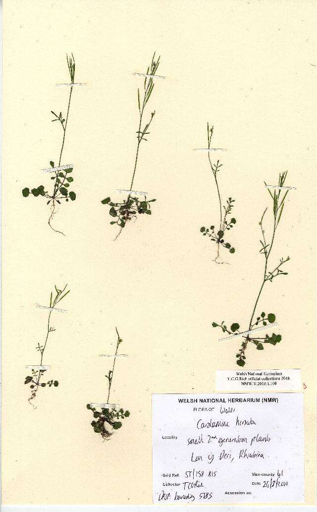 Image of hairy bittercress