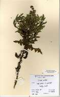 Image of Creeping Thistle