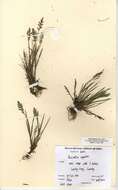 Imagem de Puccinellia rupestris (With.) Fernald & Weath.