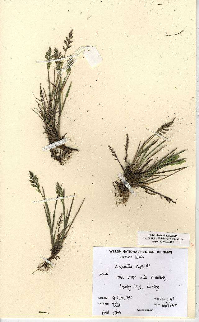 صورة Puccinellia rupestris (With.) Fernald & Weath.