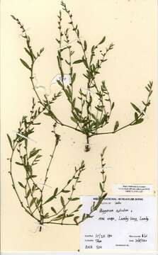 Image of knotgrass