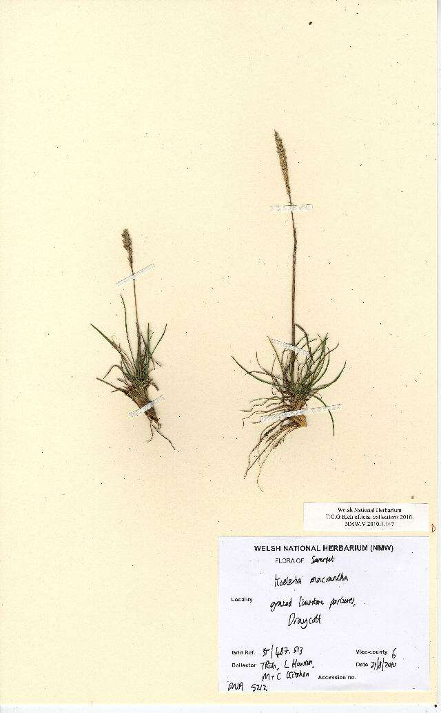 Plancia ëd Koeleria macrantha (Ledeb.) Schult.