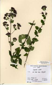 Image of oregano