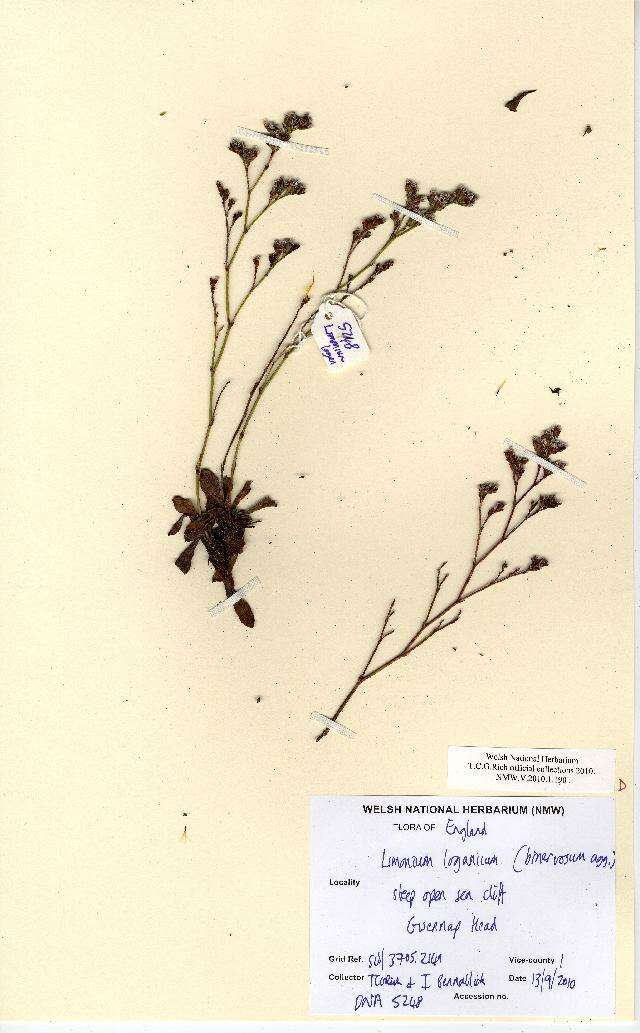 Image of Limonium binervosum aggregate