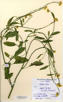 Image of black mustard