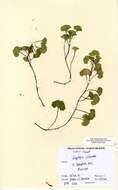 Image of Sea Bindweed