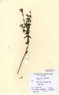 Image de Hypericum undulatum Schousboe ex Willd.