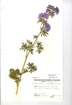 Image of musk mallow