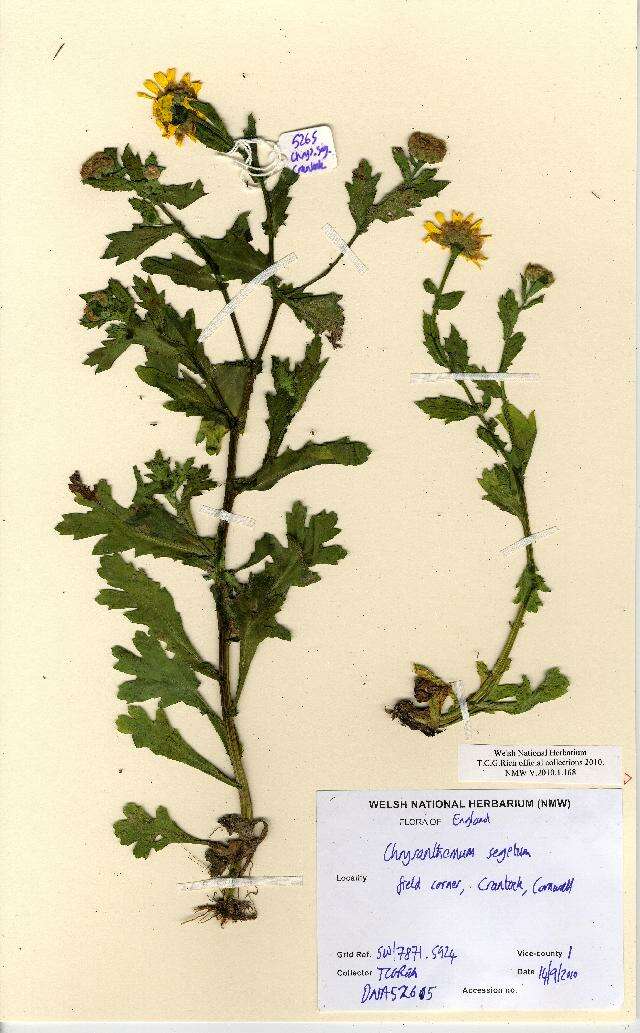 Image of Chrysanthemum segetum