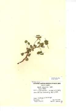 Image of common mallow