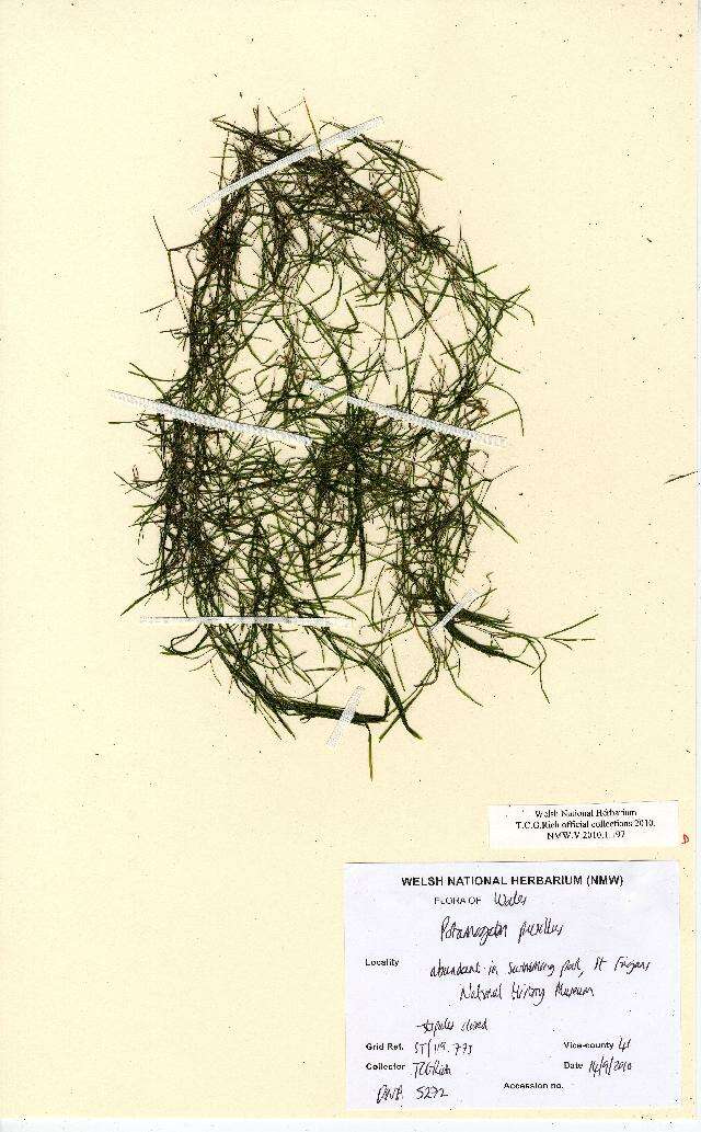 Image of Lesser Pondweed