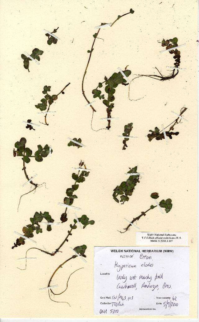 Image of Hypericum elodes L.