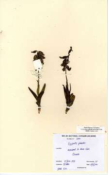 Image of Marsh Helleborine