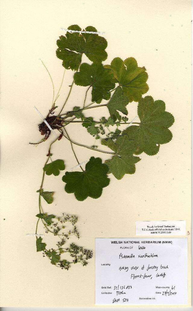 Слика од Alchemilla xanthochlora Rothm.