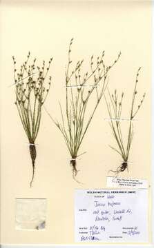 Imagem de Juncus bufonius L.