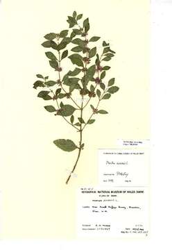 Image of wild mint