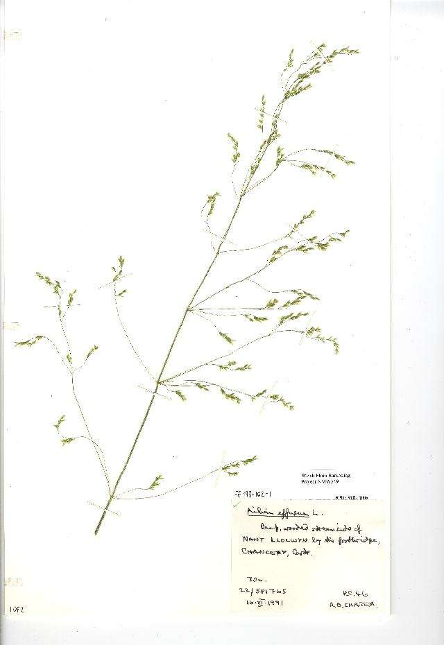 Image of milletgrass